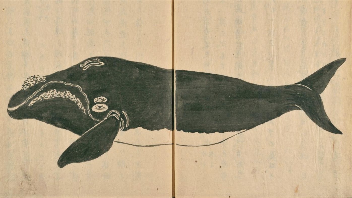 背美鯨（『鯨史稿　巻二』大槻準 編、国立国会図書館デジタルコレクション ）の画像。
